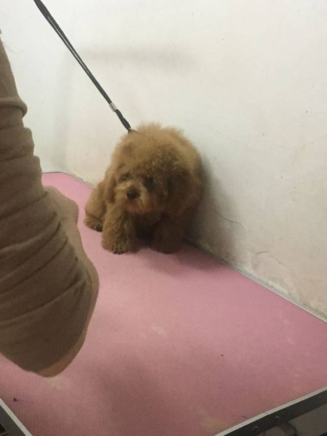 带泰迪到宠物店去剪毛,小姐姐给泰迪剪得太细心了!