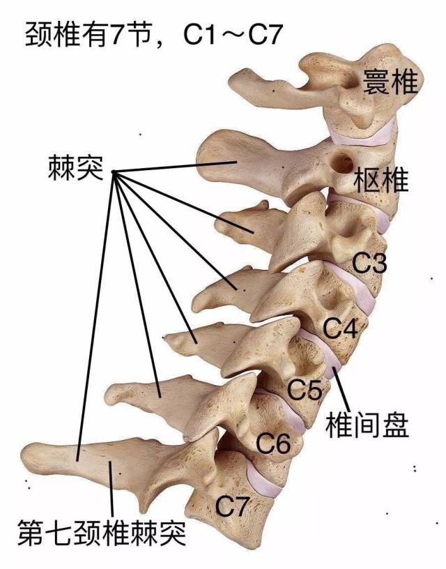①第七颈椎(颈椎的最后一节,也是 颈椎与胸椎的交界处)本身棘突较长