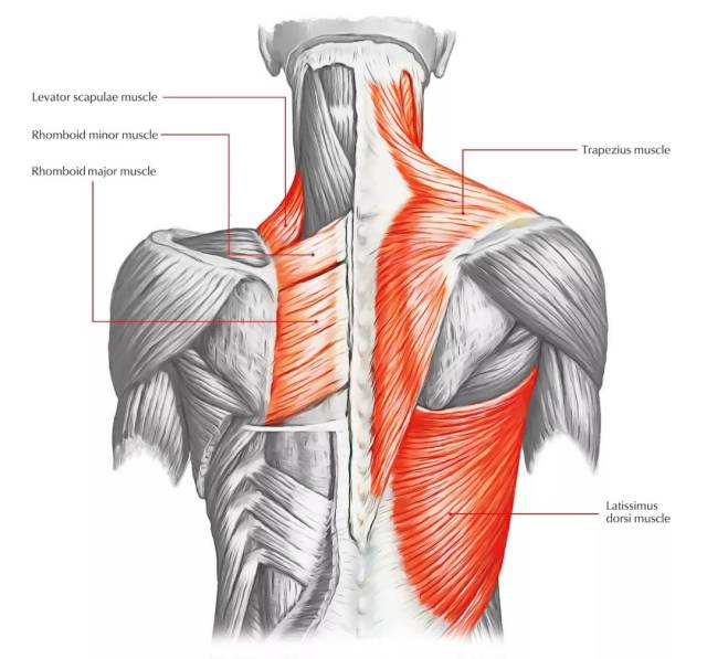 此外,菱形肌的作用是辅助肩胛骨向后,它能在无形中让你的背部挺拔