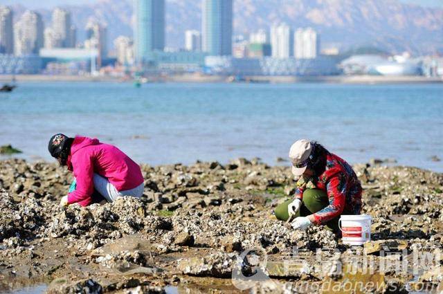 高清:冬日去青岛唐岛湾赶海 蛤蜊海蛎子一挖一麻袋