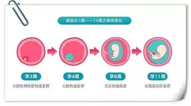 误区关注胎儿器官发育,重点仅在孕中期排畸