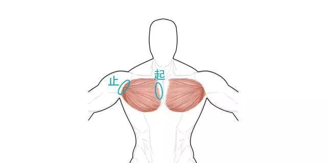 我们知道,胸大肌起于锁骨内,止于肱骨大结节嵴,所以 胸大肌的起点可以