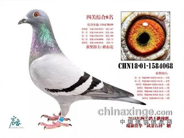 火热进行中!北京琨泰佳华"打不败的鸽王"拍卖会