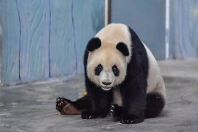 熊猫保护研究中心雅安基地 爸爸:芦芦 妈妈:凤仪 特征:贡贡是个蠢萌