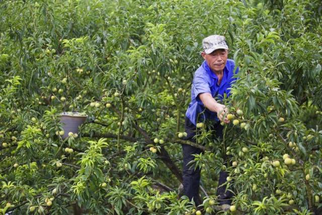 聂先福 李花悄悄的开,李子静静的挂 11年的观雪季,11载的采果节 印盒