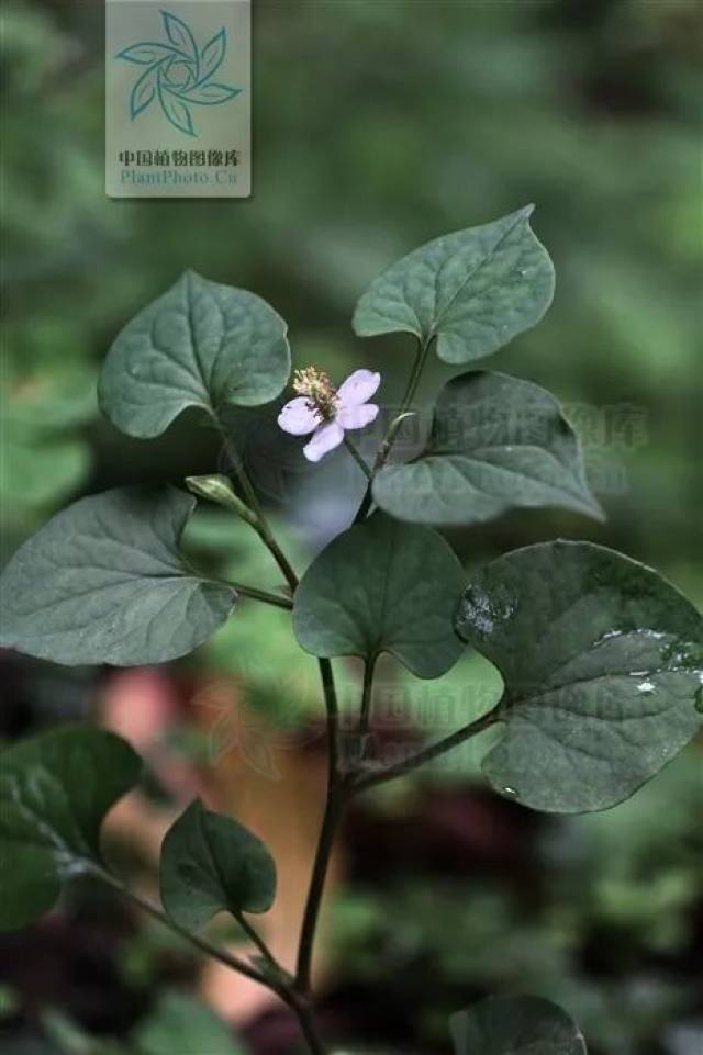 能 蕺菜 houttuynia cordata 三百草科 蕺菜属 别名 鱼腥草 狗贴耳