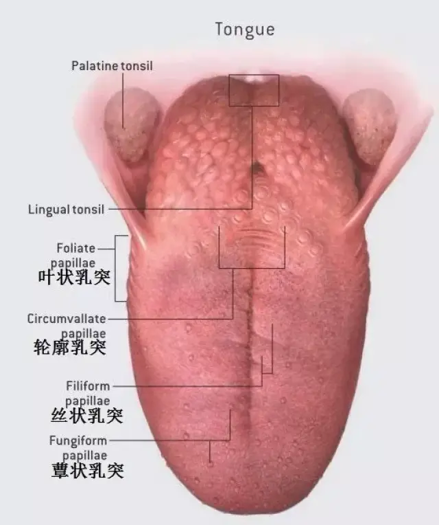 哺乳动物舌背面和侧面分布有 4种乳头状突起.