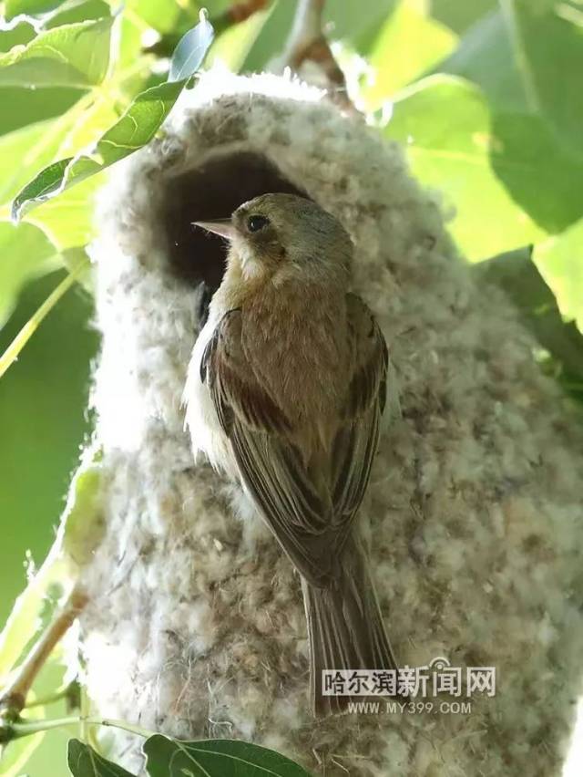 王槐说:冬季拍太平鸟,斑鸫等冬候鸟,还有大山雀,沼泽山雀等四季留鸟