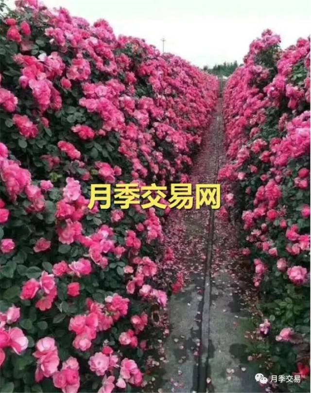 造型月季花锥