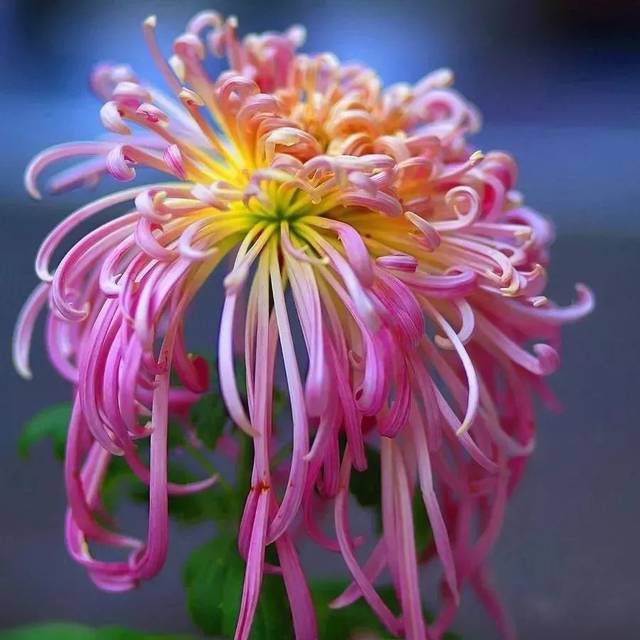 世界最美菊花,难得一见!