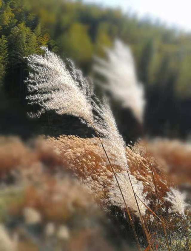 霍山漫水河镇:茅草花开冬韵流