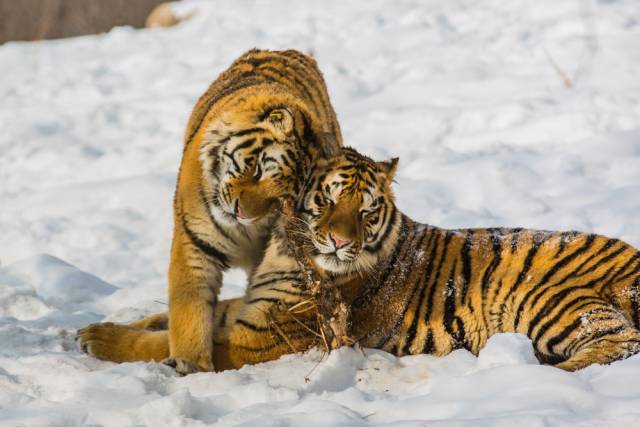 平均1年增长1头,野生东北虎为何增长缓慢?这和