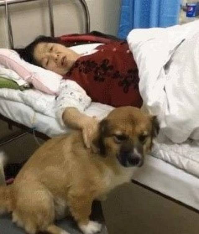 狗狗担心住院的奶奶偷偷混进病房后伤心难过护士:好懂事的孩子!