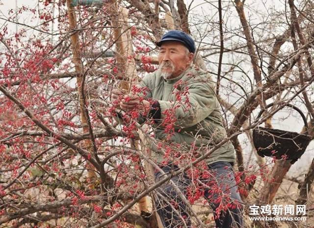 每年开春后,太白县桃川镇沙沟峡漫山遍野的山茱萸花竞相绽放,伴随着