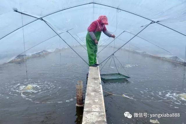 了解这些南美白对虾的生物学特性,才能更好的养虾!