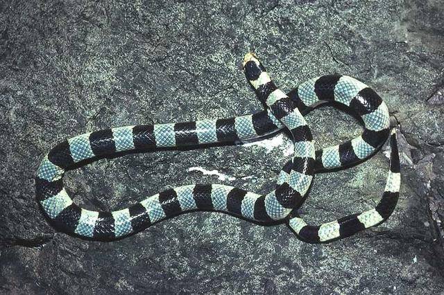 世界十大毒蛇之一的巨环海蛇,是一种水陆两栖蛇分布范围也很广!