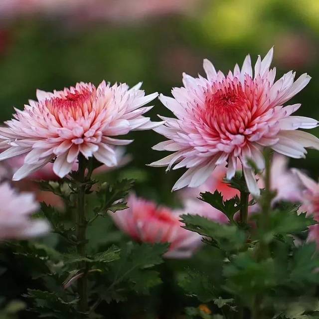 世界最美菊花,难得一见!