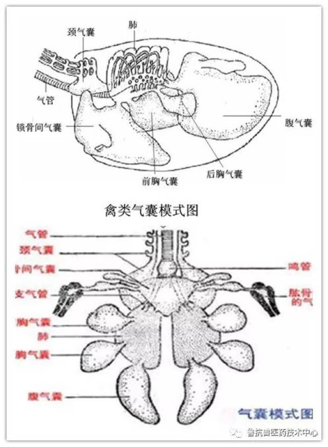 "上呼吸道—肺脏—气囊—骨骼"相互连通的结构特点,使鸡机体形成了一
