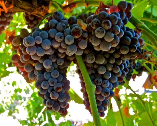 歌海娜(grenache)按颜色可细分为黑歌海娜 (grenache noir),灰歌海娜