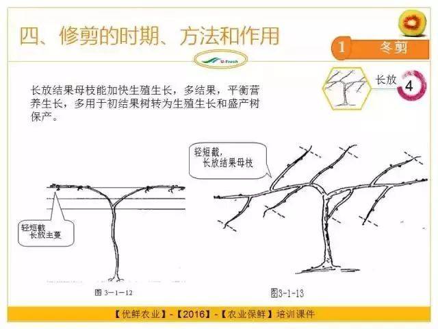 猕猴桃整形修剪图解,最值得收藏!