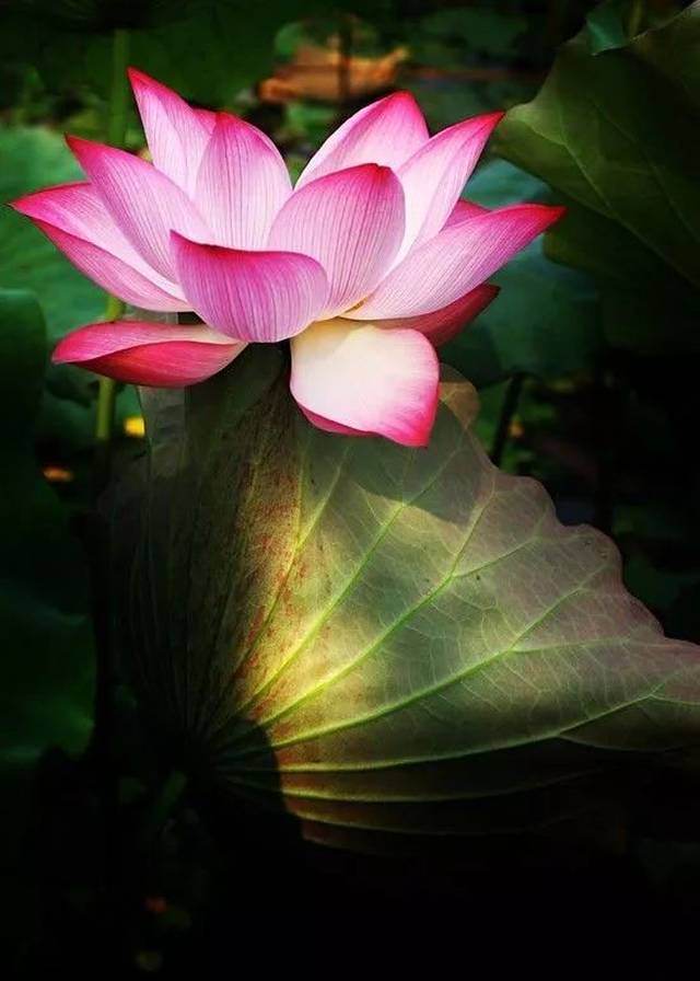 一花一世界,一花一净土,一土一如来!