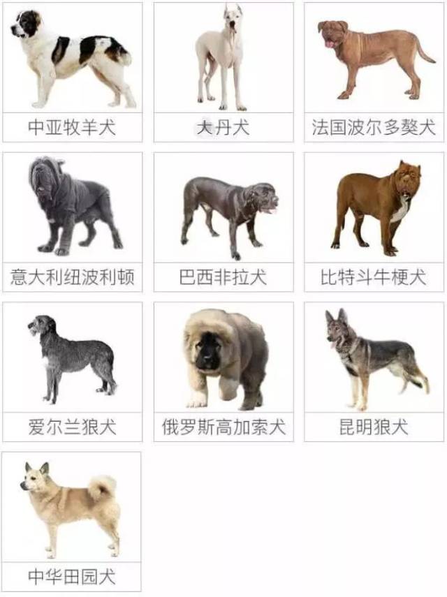 绵阳铲屎官注意了~养犬出新规定!出门遛犬小心被罚款哦!