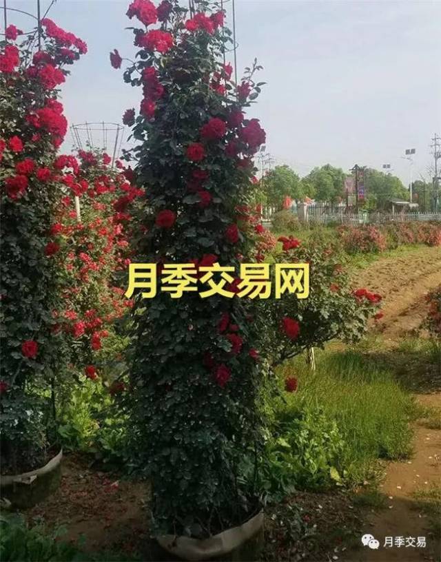 造型月季花瓶和月季树绿化带