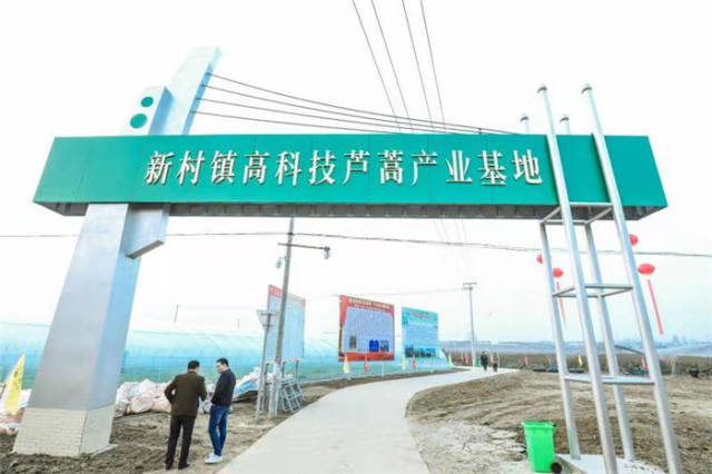 阜南新村镇高科技芦蒿产业基地
