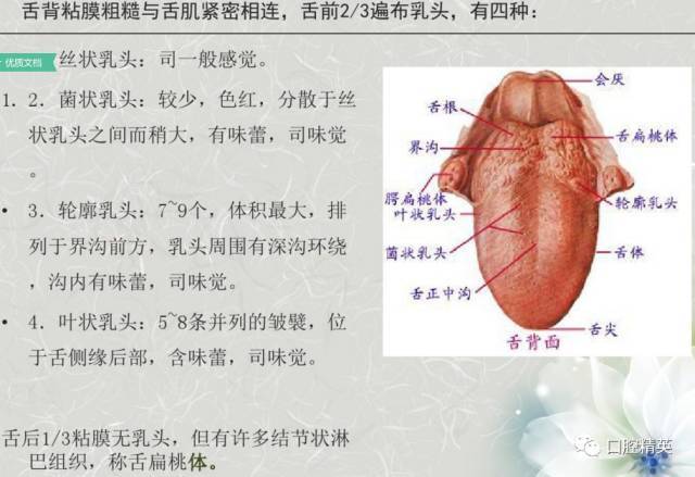 口腔解剖