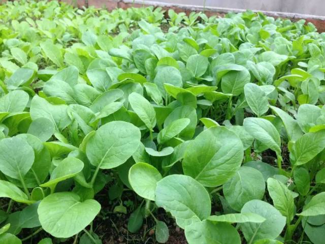 它与大白菜品种不同,成年体植株即与大白菜幼苗十分接近.
