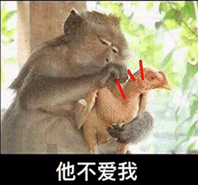 壁纸 动物 灵长目 240_224 gif 动态图 动图