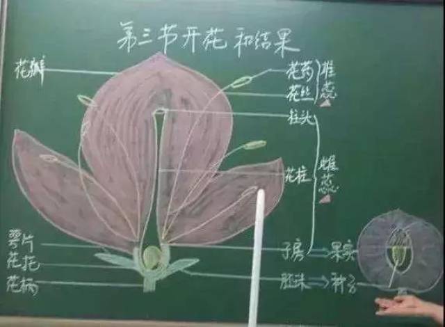 艺术性原则——板书是教学艺术奇葩,它融科学性,实用性和艺术性一体