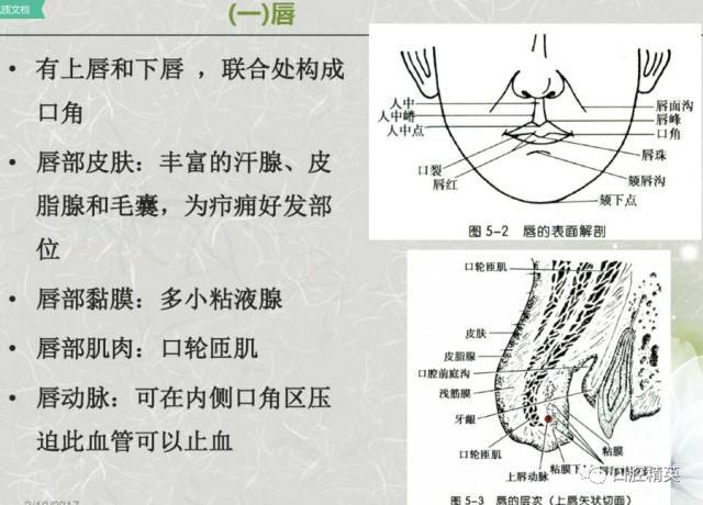 口腔解剖