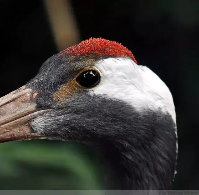 崩溃…又美又仙的丹顶鹤原来都是秃头?