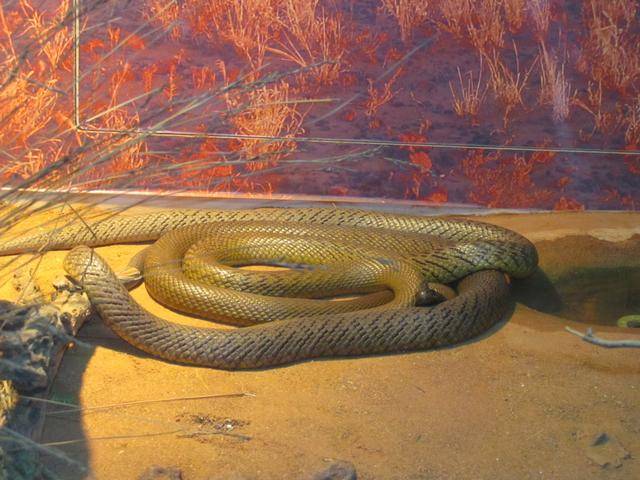 世界十大毒蛇之一的细鳞太攀蛇毒性能杀死20多万只老鼠