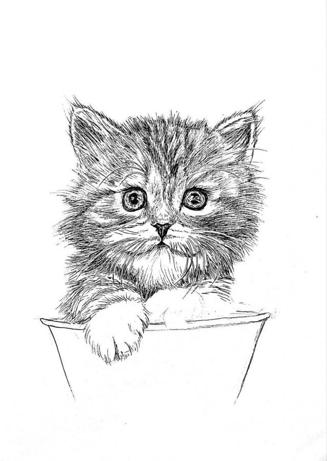 针管笔手绘 | 超详细步骤画一只小猫咪