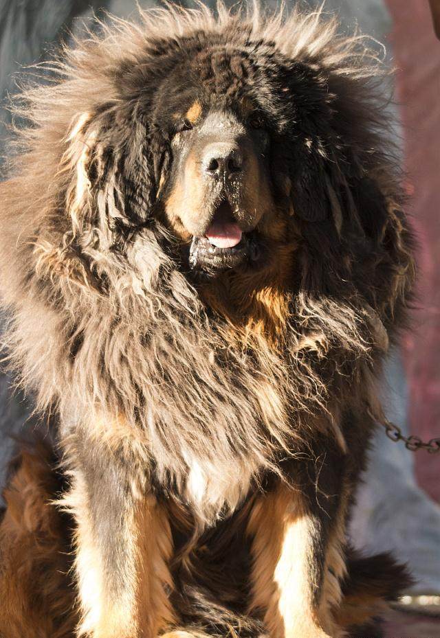 藏獒的威名想必大家都很了解了,藏獒又叫西藏獒犬,属于獒犬类,是一种