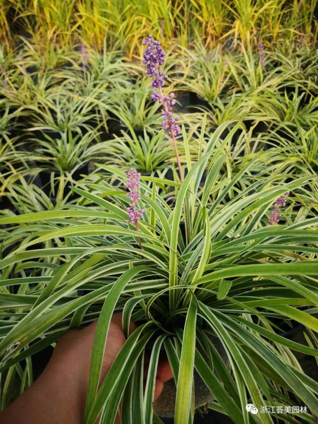 金边阔叶麦冬—最喜欢她绿黄交加的叶子与蓝色的花穗.