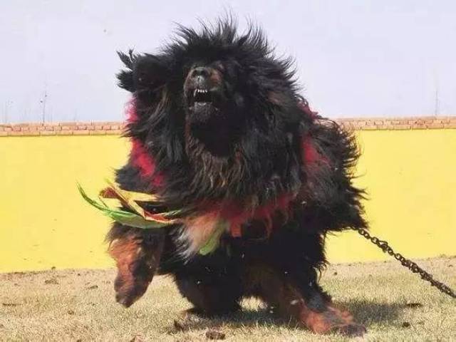 那如狮子老虎般的吼叫声都足以让靠近它的入侵者避让三分,关于藏獒的