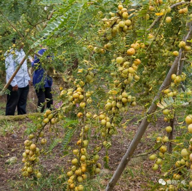 揭阳农民用10多年心血培育出"黄金果",哎哟那个甘甜!