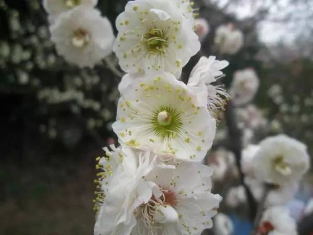 玉蝶梅花纯白色,且不易衰败,切花观赏期较长.