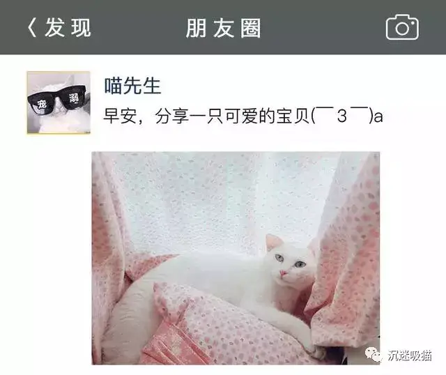 朋友圈的猫奴笑嘻嘻,微博上的嘴脸妈卖批!我倒底该不该养猫?