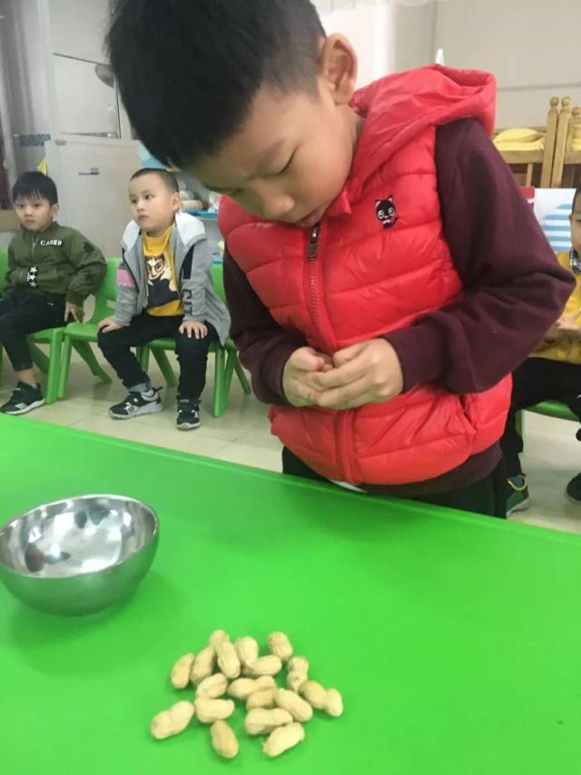 "剥花生比赛"让孩子们在动手操作中提高了剥花生的能力,锻炼了幼儿手