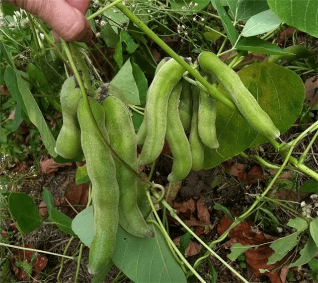 西南地区特有的有毒美食,俗称"狗毛豆",炖猪腰子是一绝