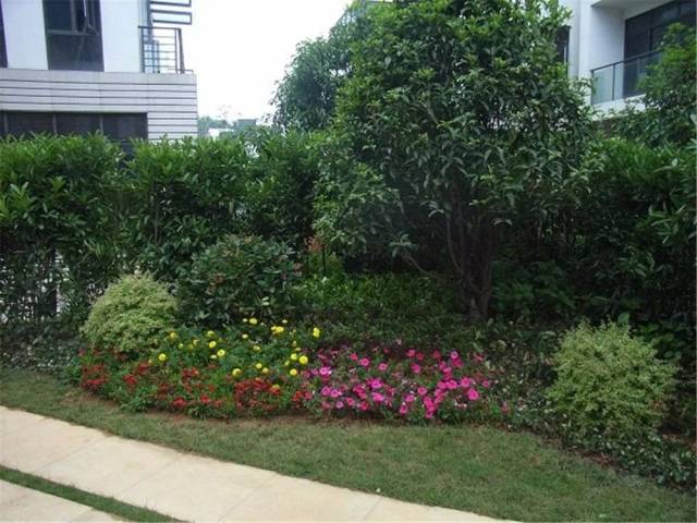 中层配植茶花,桂花,红叶李等,形成色彩丰富,层次分明的简约式庭院绿化