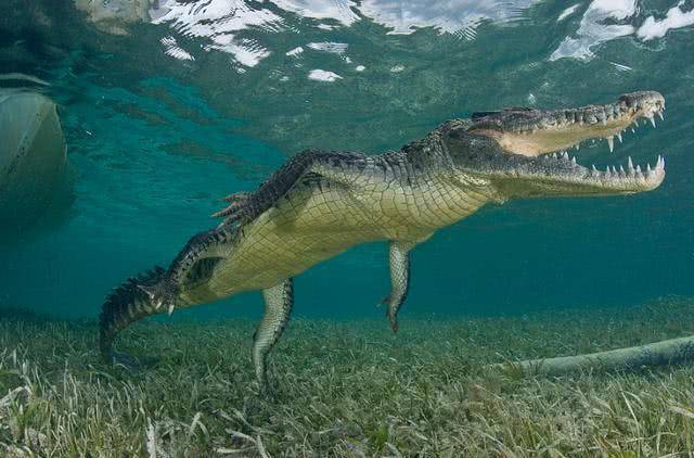 10米长巨型亚马逊森蚺大蛇霸道下水,吓跑所有鳄鱼