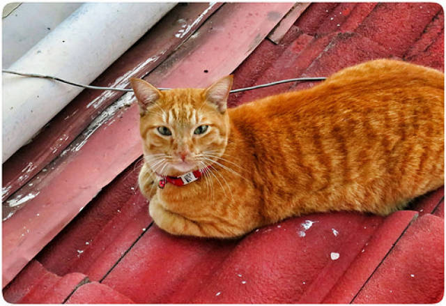 家养猫咪:猫小便不出怎么办,猫不喝水不撒尿怎