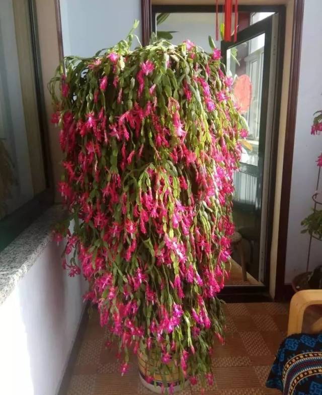 发财树冬天怎么浇水?