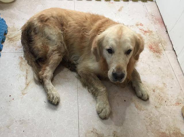 男孩捡到一只流浪狗,抱去检查时,宠物店老板说