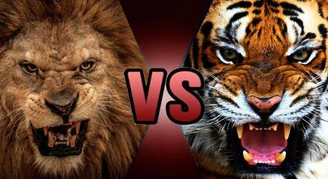现代狮子都打不过老虎,那么灭绝的巴巴里狮打得过老虎